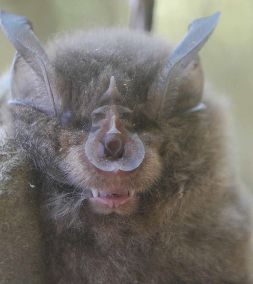 Rhinolophus ferrimequinum