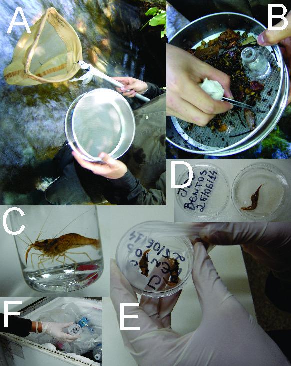 Sampling of benthic macroinvertebrates.
