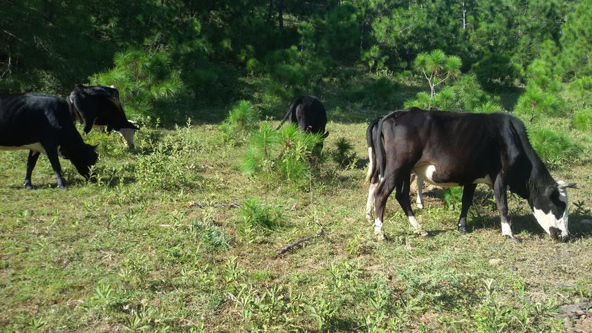 Local breed cattle freely grazing in the Conifer Forest.
