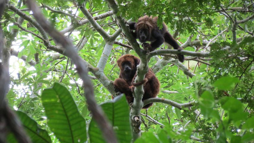 Individual of the Atlantic Titi – Callicebus personatus in the Vale Natural Reserve, Brazil.