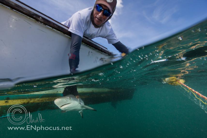Getting a shark out of the net and getting it out of the water - La Seca