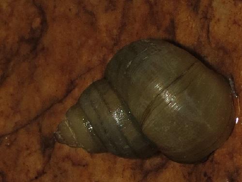 Bellamya bengalensis.
