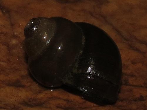 Bellamya cf. dissimilis.