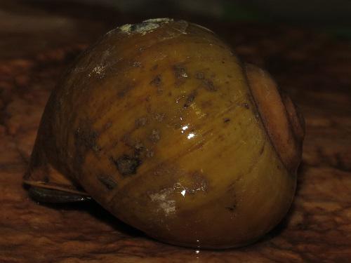 Pila globosa.