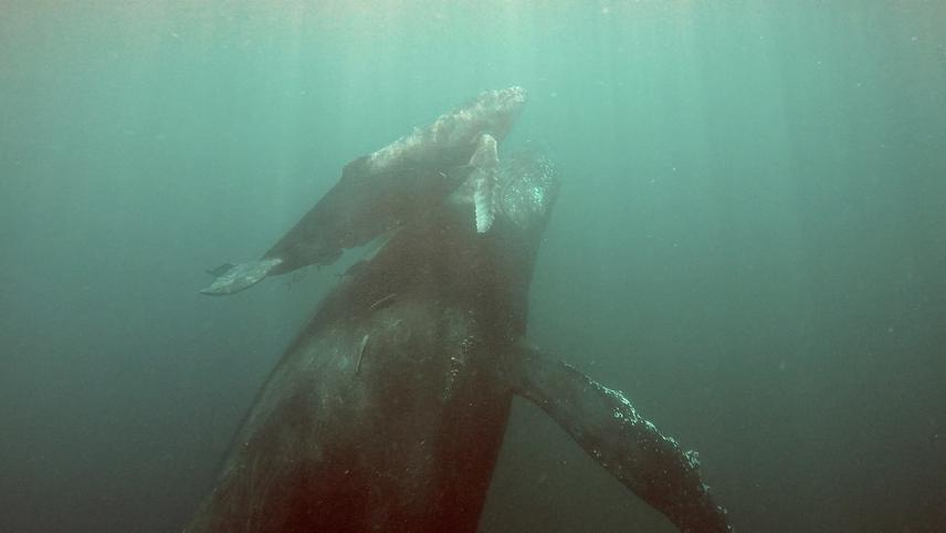 Mother and calf swimming away after a biopsy attempt.