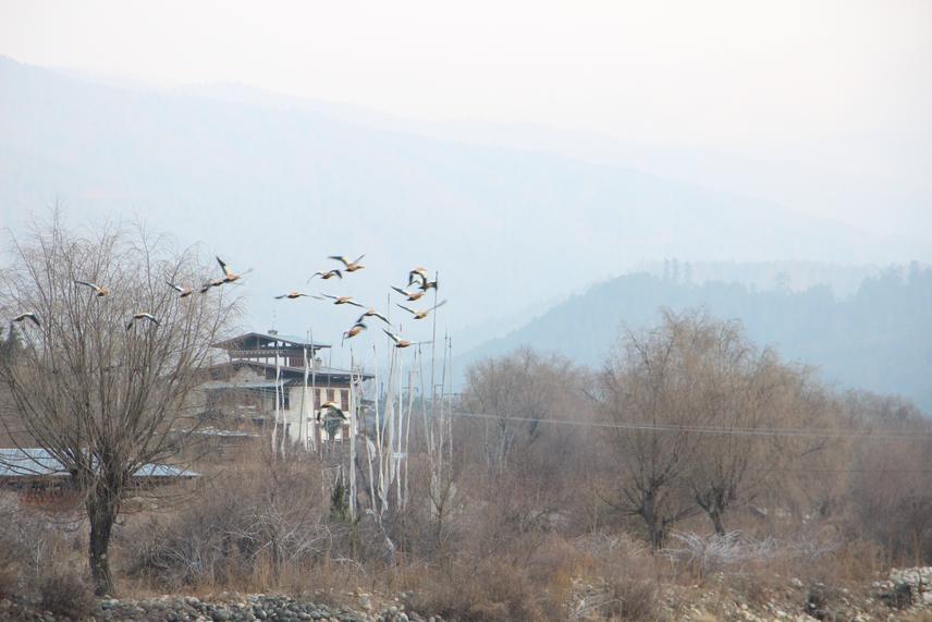 Birds at study area.