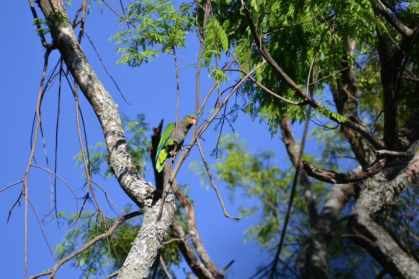 Amazona vinacea.