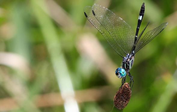 Micrathyria simpriona. © Michel Tatiana Tapasco