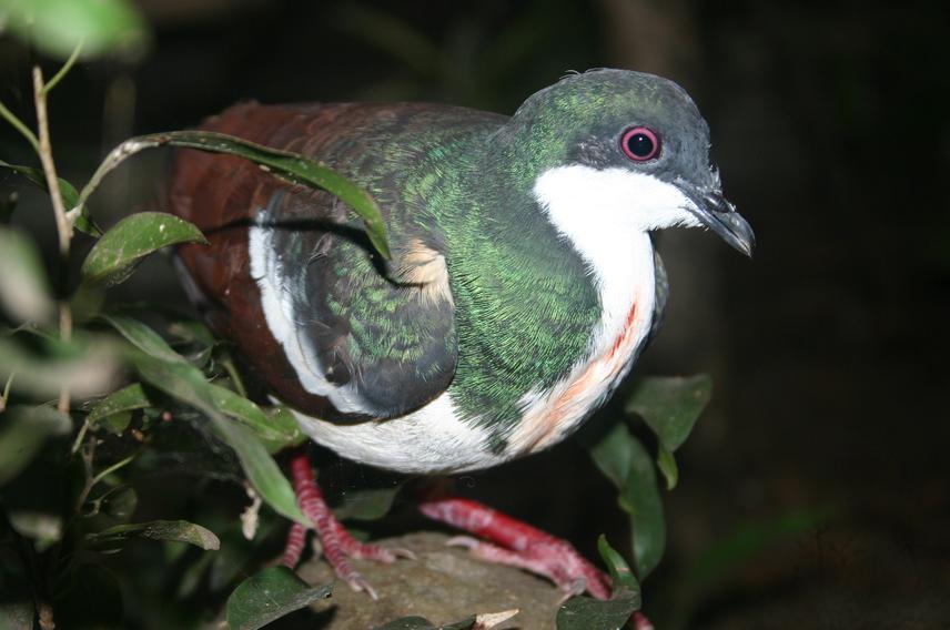 Bleeding heart pigeon.