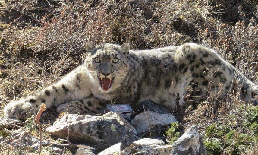 ©Nepal Goverment and WWF Nepal.
