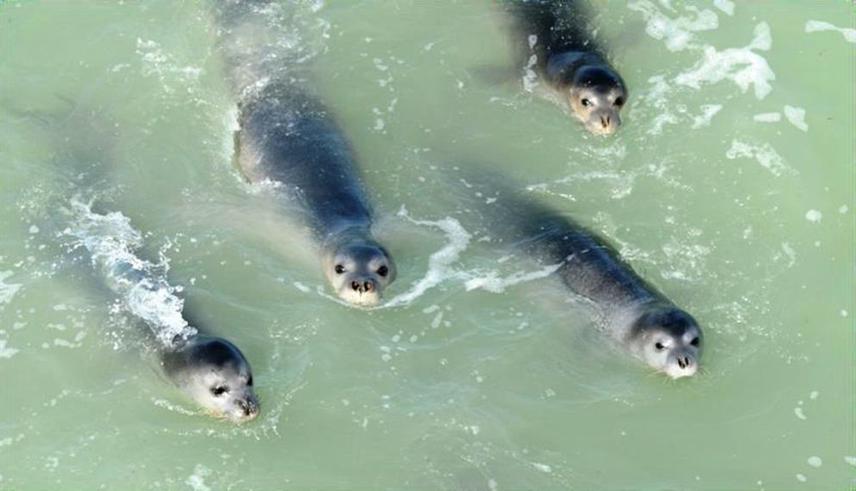Mediterranean monk seal (Monachus monachus). ©MOm/Π. Δενδρινός