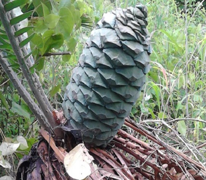 Encephalartos macrostrobilus, female cone.
