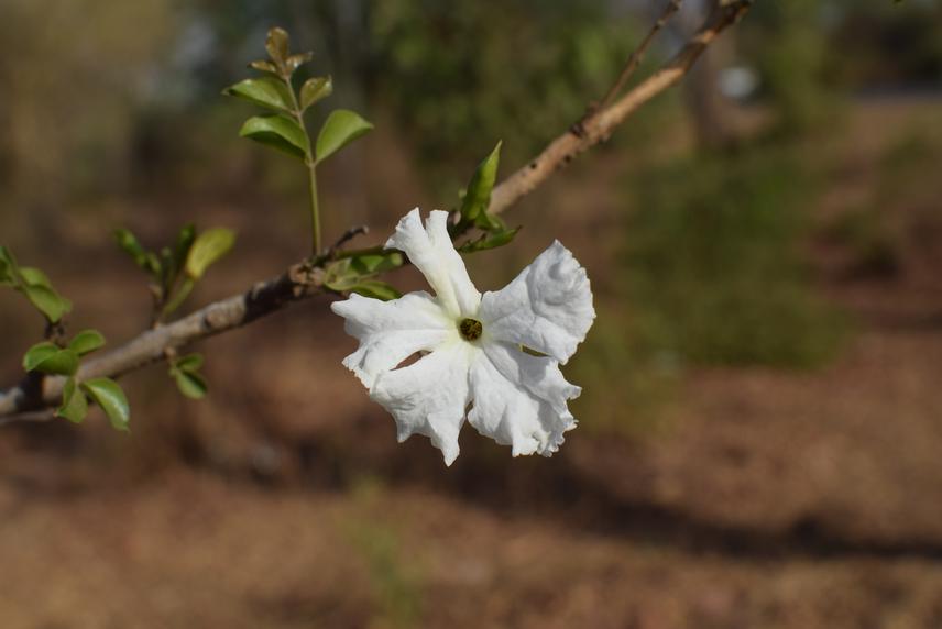 Dolichandrone falcata.