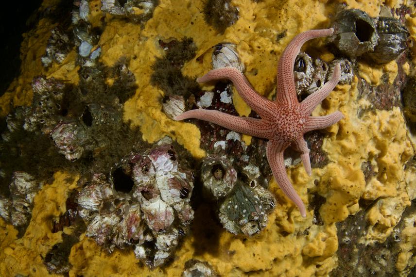 A sea star (Stichaster striatus) possibly foraging over a sponge-encrusted mesophotic reef (>30m), surrounded by blennies, barnacles and other sessile invertebrates. Central Chile. (c) Alejandro Pérez Matus