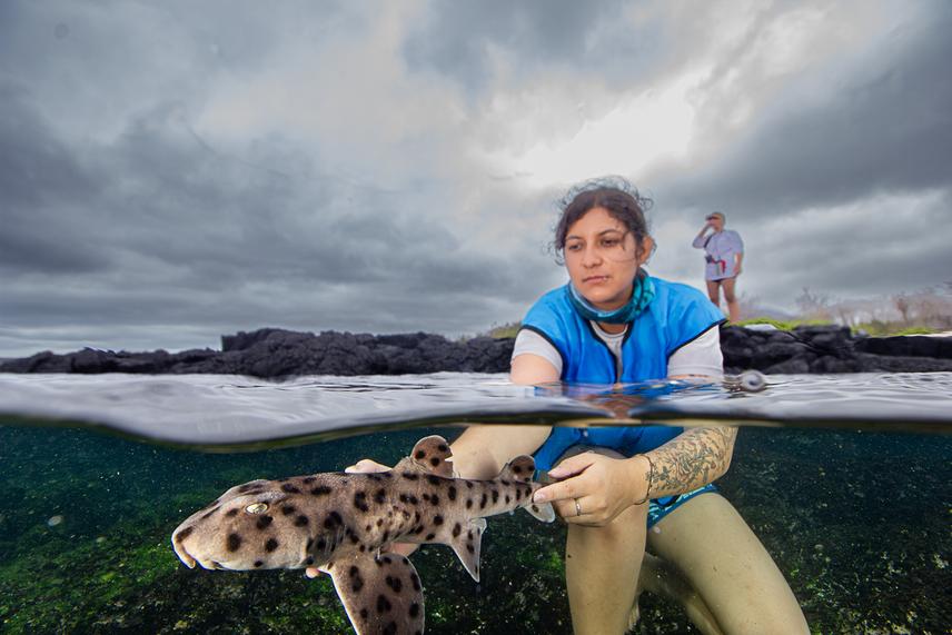 Master student and veterinarian, Sofía, releasing a female bullhead shark. © Maximilian Hirschfeld.