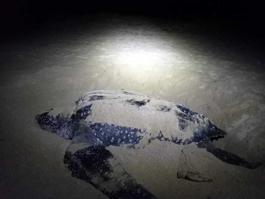 Leatherback turtle. ©Carlos Abraham Castillo Morales.
