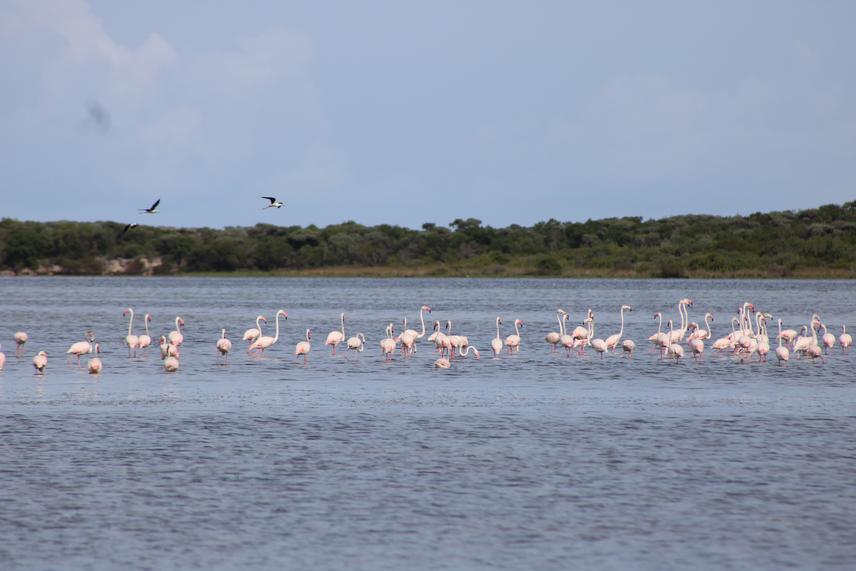 A large flock of Greater Flamingos (Phoenicopterus roseus) foraging in the shallow alkaline waters of the Velondriake-Antsirabe wetland complex, an important site for migratory and resident waterbirds. © Oscar G. Miranda.