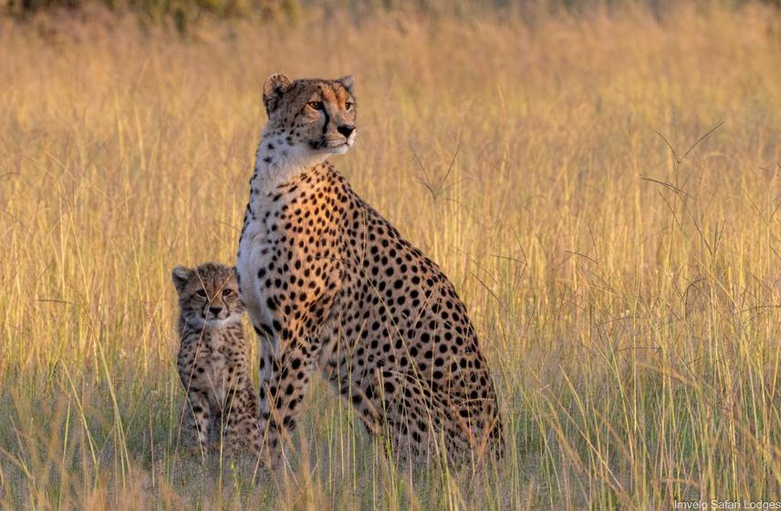 Cindy, a 10-year-old female cheetah and one of our oldest study animals in Hwange National Park, welcomed a new litter in January 2026. This cub is one of only three that survived—a small but powerful sign of resilience in the wild. ©Imvelo Safari Lodges