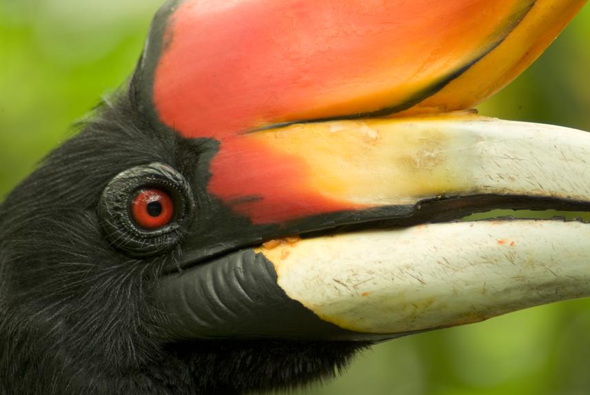 Rhinoceros Hornbill (Buceros rhinoceros). ©Sanjitpaal Singh.