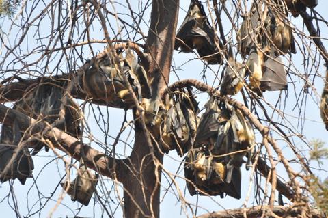 1bdc9a-1A colony of E.helvum hanging in cypress tree at Camp Kigali-Kigali city. © Jean Claude Tumushime