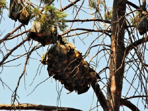 E. helvum hanging on tree branches at Camp Kigali. © Jean Claude Tumushime.