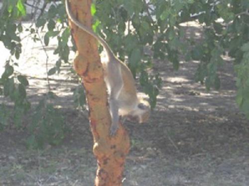 Monkey on alert.