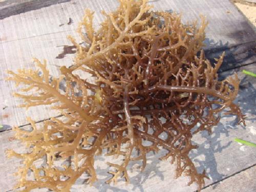 The seedlings of red seaweed Kappaphycus striatum Doty.