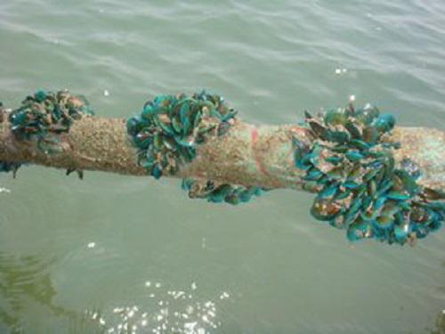 Juvenile green mussel after 3 weeks.