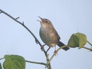 Globally Vulnerable Styans Grasshopper Warbler