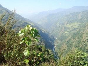 Broad leaf plant is medicinal plant conserved by CFUG.