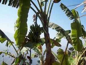 Bananas a non forest product.
