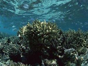 Corals grow in unpolluted ocean water along the western Hepu coast in Jul 2010 after our conservation work