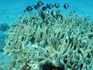 Fishes came back around healthy corals in July 2010 due to the improvement of the corals ecology after our conservation work