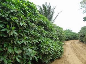 A population of V. africana along roadside.