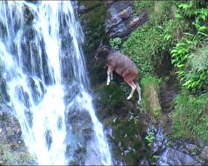 Serow photo from field.