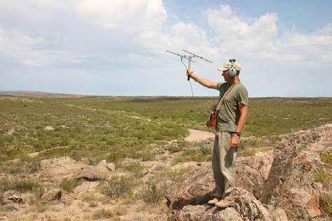 Biologist Andrés Rey radio-tracking guanacos. ©ML Guichón.