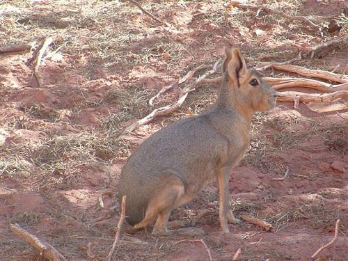 Mara Dolichotis patagonum, Talampaya National Park