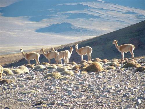 Vicunia bachelor group, San Guillermo National Park