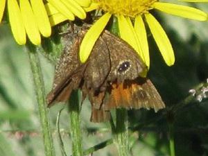 Copia de Pampasatyrus yacantoensis.