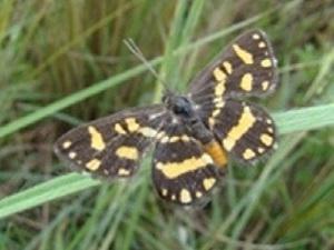 Synargis axenus.