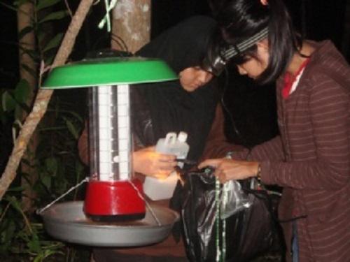 Insect sampling.