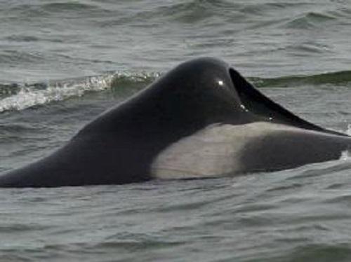 AV-300 with a collapsed dorsal fin.