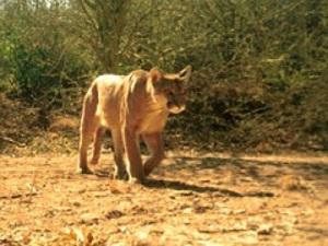 Puma concolor, camera trap photo. © Veronica Quiroga.