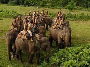 Volunteers helping the frontline staff to drive the wild elephant elephant hard inside the forest