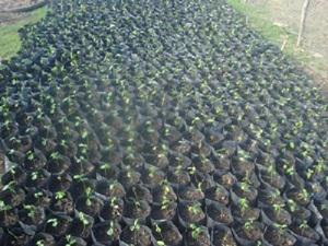 Flooded Forest Tree nursery.