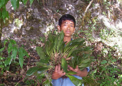 Local villager.