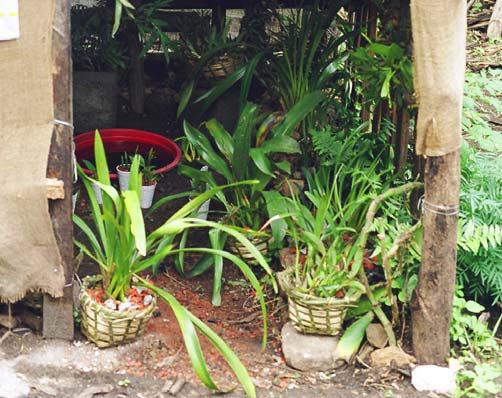Orchid Rehabilitation Centre.