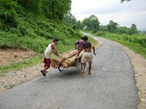 Timber logging.