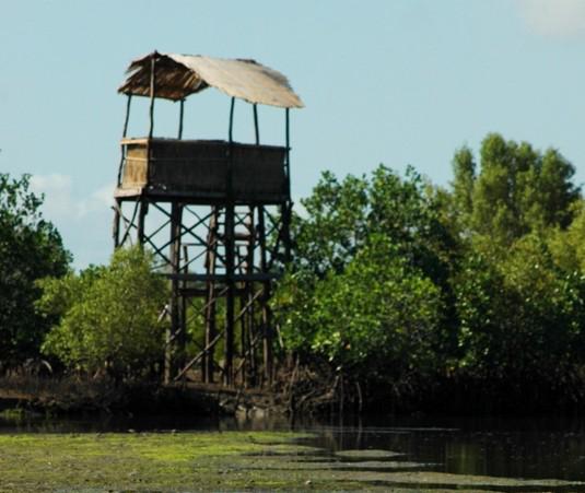 The Mangrove Information Center at Ambondrolava village now possesses over 1km of elevated mangrove trails to explore this unique ecosystem.