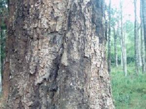 A damaged prunus trunk due to poor management.